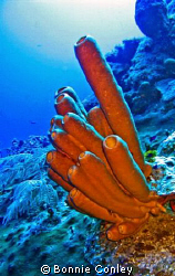 Stove-pipe sponges seen in Grand Cayman August 2008.  Pho... by Bonnie Conley 